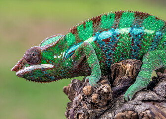 close up of a chameleon