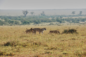 Lion pride, Panthera Leo, with lionesses and cubs in the Maasai Mara national nature reserve in Kenya at the northern tip of the Serengeti in Tanzania, Africa.