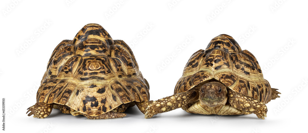 Aufkleber front an back side of leopard tortoise aka stigmochelys pardalis. isolated on a white background.