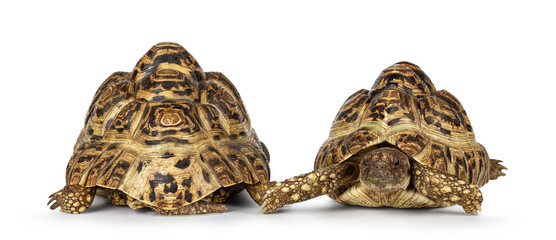 Front an back side of Leopard Tortoise aka Stigmochelys pardalis. Isolated on a white background.