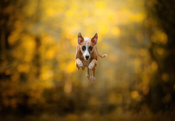 Whippet chart angielski skacze na wprost obiektywu w żółtym lesie © ZiraPhoto