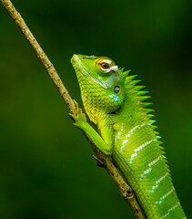 green lizard on a branch