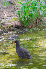 Fototapeta premium Eurasian common moorhen, (Gallinula chloropus chloropus), walking on green lake water , Tenerife, Canary islands