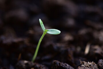 A sapling grows out of the ground. The sapling grows Agriculture concept, save the world, Earth Day