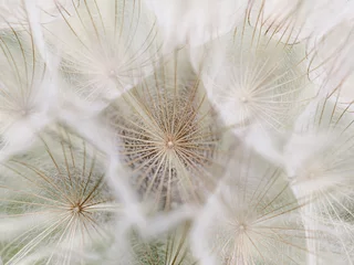 Foto op Canvas dandelion seed head © burcu