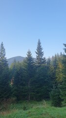 forest, nature, mushrooms, beauty, poisonous mushrooms, mountains