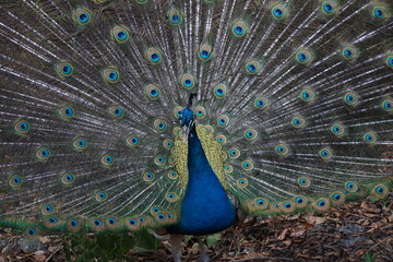 Obraz premium Proud peacock ruffles his feathers at a Mayan site of Tulum, Mexico.