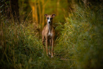 Rudy whippet chart w lesie 