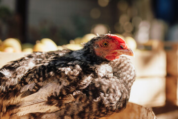 Chicken in the coop