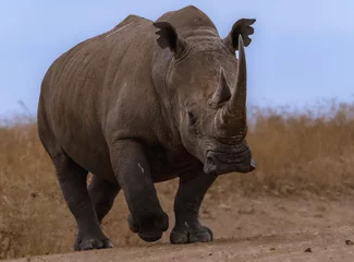 Zelfklevend Fotobehang rhino in the wild © lucas