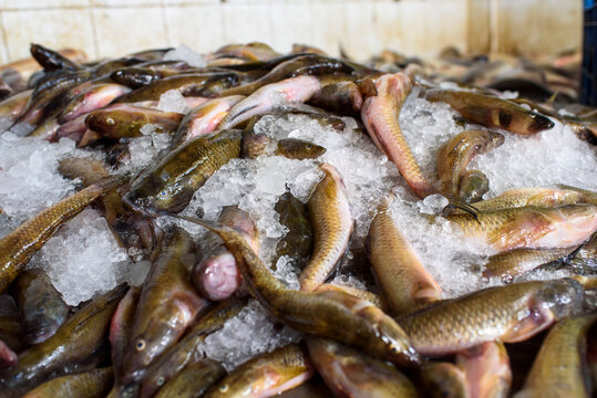 Fish in ice