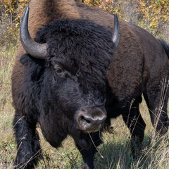 Fototapeta premium A plain’s bison that looks like he has some attitude including having a single, cool looking, blade of grass in his mouth. 