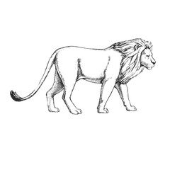Vector hand-drawn illustration of a lion isolated on white. A black and white biological sketch of an animal living in the savanna.
