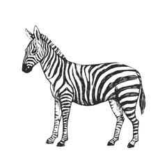 Fototapeta na wymiar Vector hand-drawn illustration of a zebra in the style of engraving. A sketch of a wild African animal isolated on a white background.
