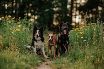 Trzy psy border collie, whippet oraz kundel 