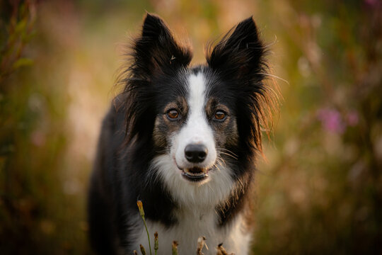 Suczka trikolor border collie