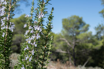 Naklejka premium Wild rosemary bush in bloom in the Provence forest, South of France, Ideal for flavouring meals or botanical themes.
