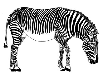 Fototapeta na wymiar Zebra Line Drawing 