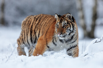 Siberian tiger (Panthera tigris tigris) his detail in the snow