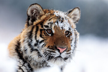Siberian tiger (Panthera tigris tigris) portrait of a head with snow in his face - obrazy, fototapety, plakaty