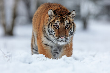 Fototapeta na wymiar Siberian tiger (Panthera tigris tigris) goes through the snow very close