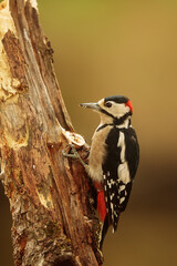 Great spotted woodpecker Dendrocopos major beats its beak on the bark of the tree