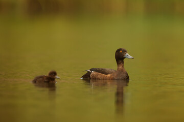 The tufted duck or tufted pochard (Aythya fuligula) female with the chick