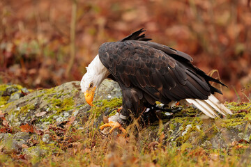 bald eagle (Haliaeetus leucocephalus) has caught a fish