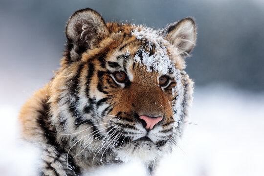 Siberian tiger (Panthera tigris tigris) portrait of a head with snow in his face