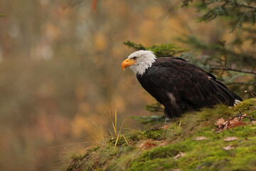 bald eagle (Haliaeetus leucocephalus) on the edge of the cliff