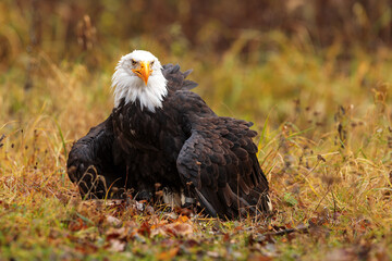 bald eagle (Haliaeetus leucocephalus) guarding his prey