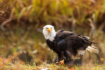 bald eagle (Haliaeetus leucocephalus) next to the water guarding his prey