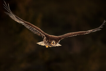 White-tailed eagle (Haliaeetus albicilla) flying against a dark background