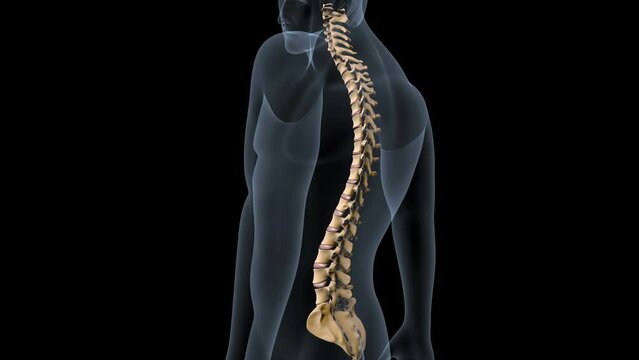 3d rendered illustration of a spine anatomy system