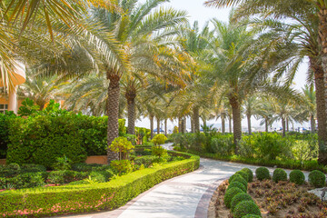 Beautiful park with palm in Dubai
