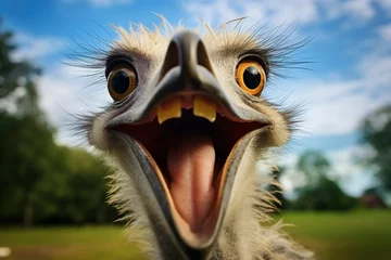 Rolgordijnen an ostrich with wide eyes and a wide open mouth. The creative concept of funny and cute animals. © volga