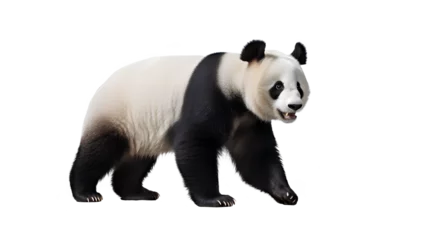 Foto op Canvas Panda Walking. Side view. Isolated on Transparent background. ©  Mohammad Xte