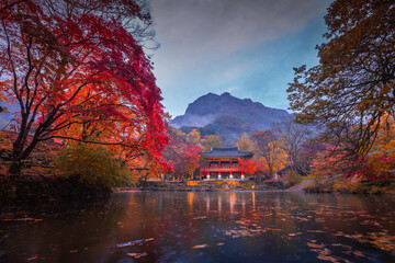 Colorful autumn with beautiful maple leaf in sunset at Baekyangsa temple in Naejangsan national...