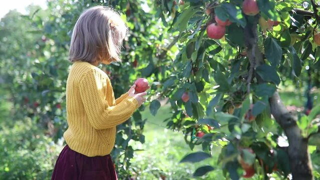 Adorable preschooler girl picking red ripe organic apples in orchard or on farm on a fall day