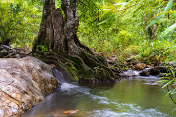A small waterfall beside a large tree flows down a stream  surrounded by trees in the mountain forest.
