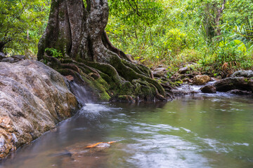 A small waterfall beside a large tree flows down a stream  surrounded by trees in the mountain forest.