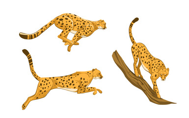 Cheetah, leopard, jaguar, predatory cat.  Hand drawn vector illustration. © aksol
