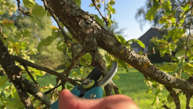 Cutting branches on apple tree use Garden pruning shears. Trimming tree branch in rural garden. Pruning tree with clippers on backyard in village. Pruning  tools. Cut branch use branch cutter. 
