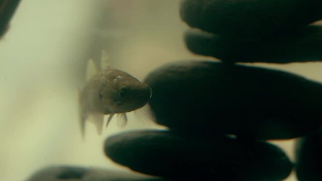 Close up of mangrove rivulus or mangrove killifish stealthily hiding among stacked rocks while stalking prey