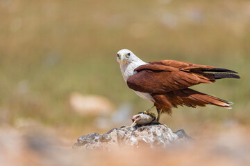 Brahminy kite, bird of prey in Dhanushkodi, Tamilnadu, India. specie Haliastur indus