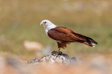 Brahminy kite, bird of prey in Dhanushkodi, Tamilnadu, India. specie Haliastur indus