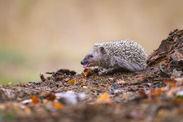 Portrait of a European hedgehog in the forest on moss and leaves. © Martin