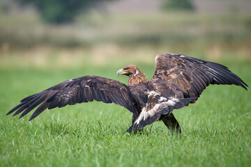 A golden eagle caught while hunting wild game.
