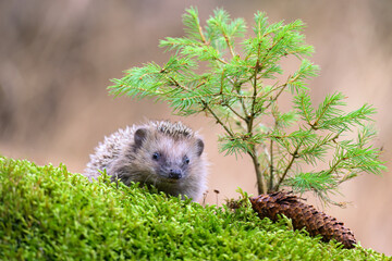 Portrait of a European hedgehog in the forest on moss and leaves.