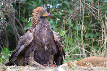 A golden eagle caught while hunting wild game.